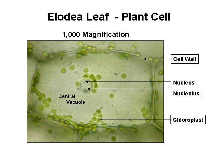 real plant cell under microscope labelled